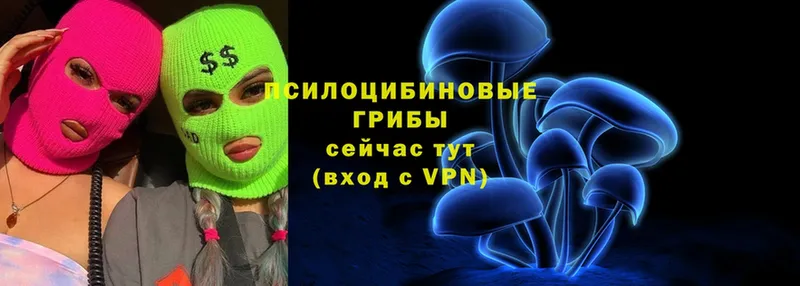 Псилоцибиновые грибы Cubensis  Хотьково 